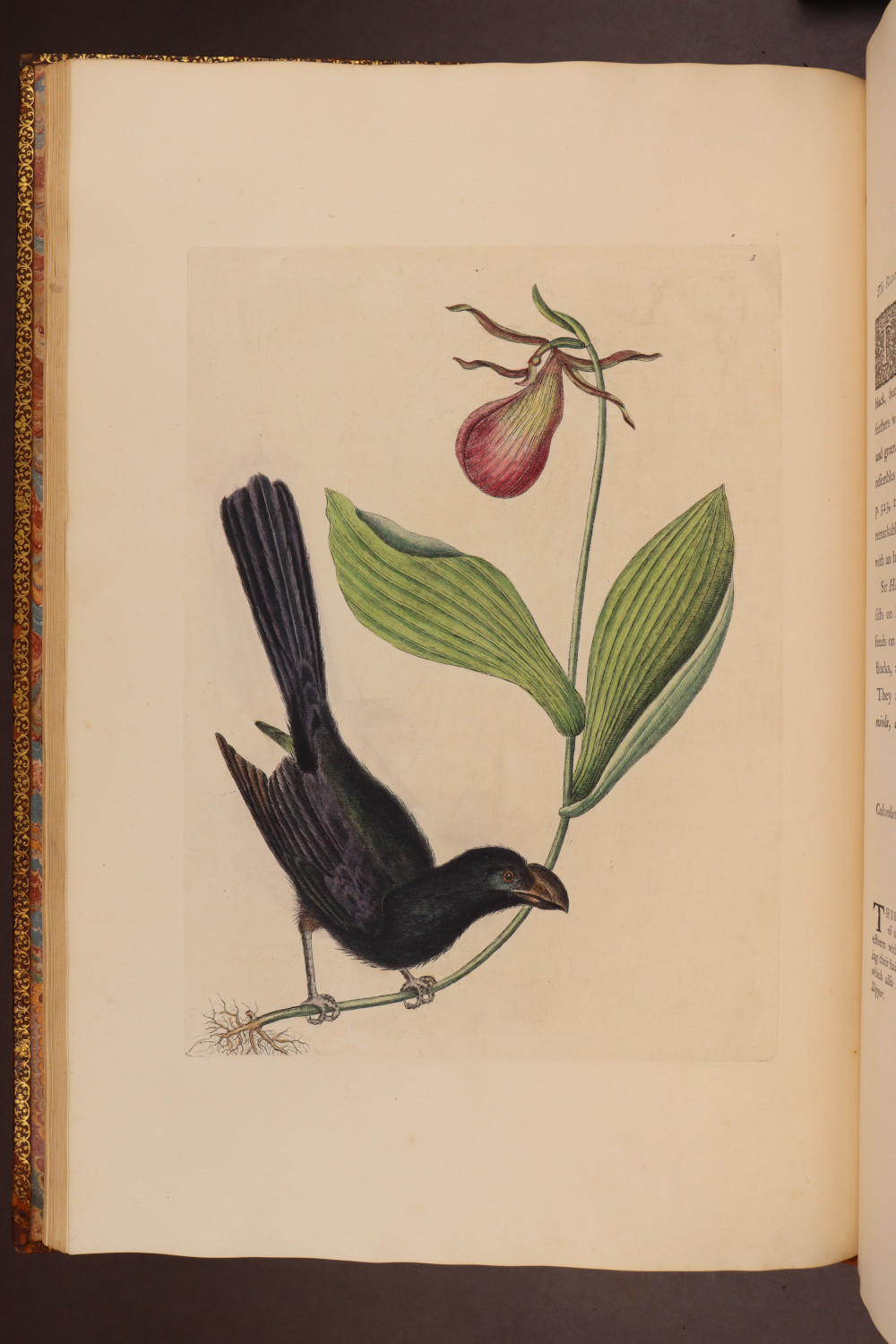 Plate 3